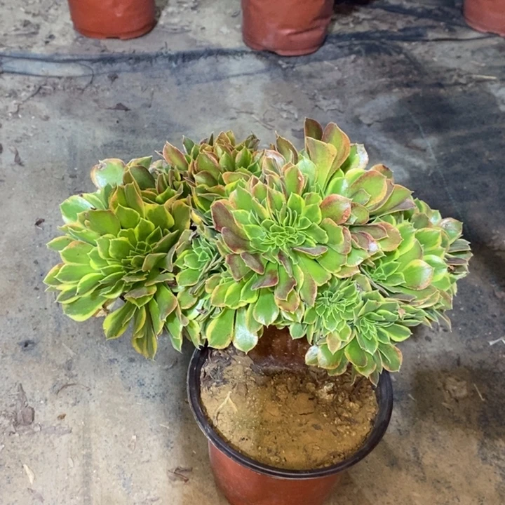 青檬锦缀多肉植物75