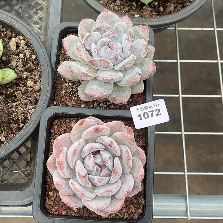 阿雅园艺。       1072梦露