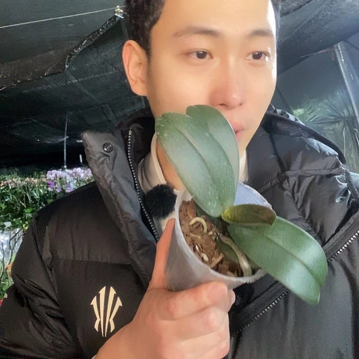 无花朵樱兰蝴蝶兰