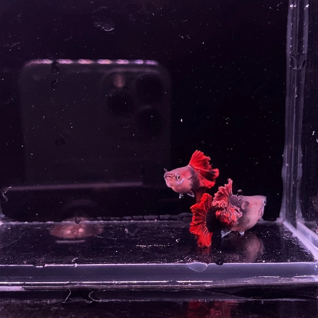 孔雀鱼菊花帆一对