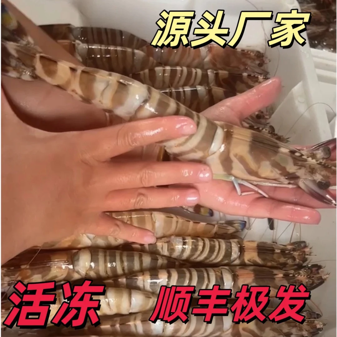 崇武本地野生九节虾 当天渔船上岸