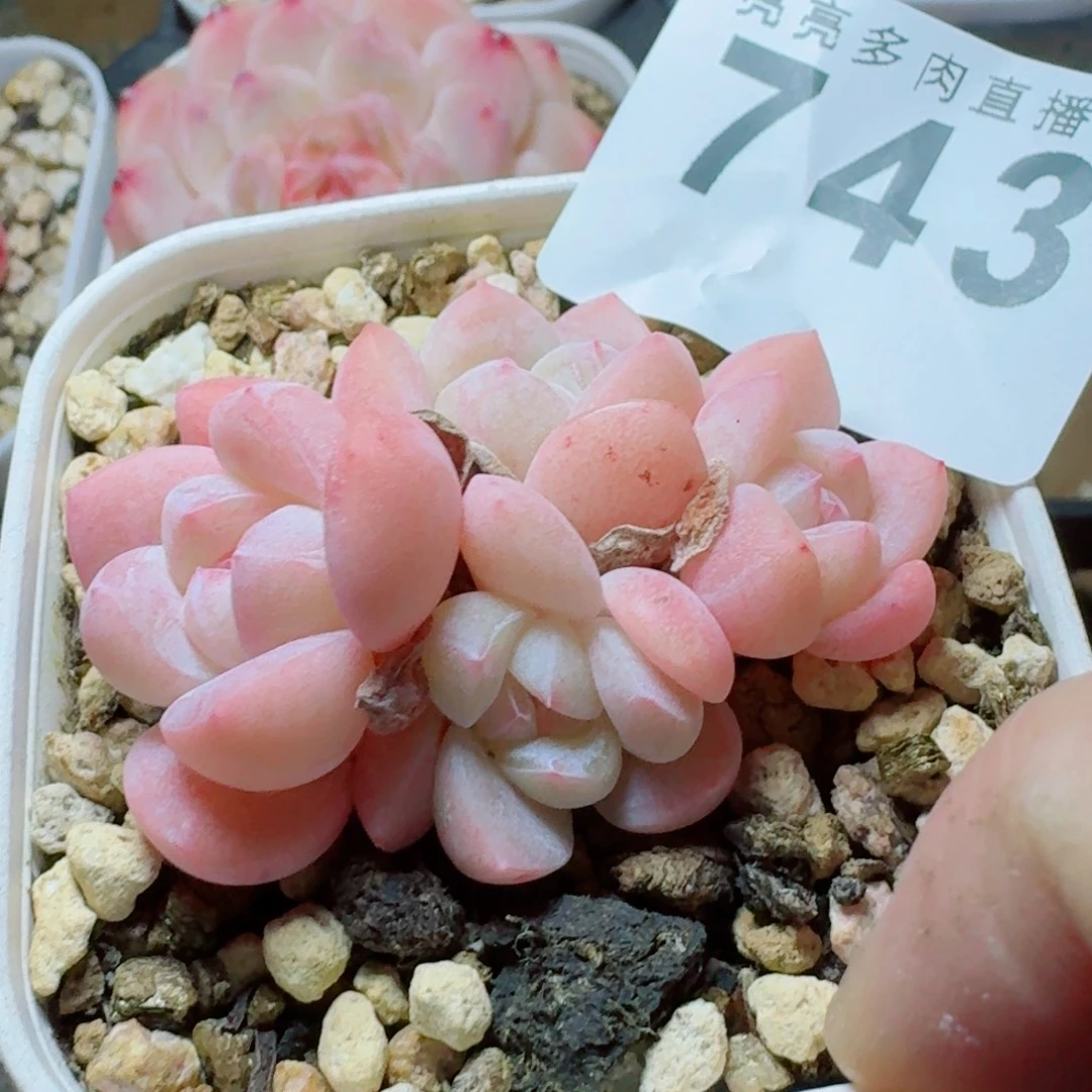 小脸冰玉      愿你一路坦途，乘风破浪展宏图