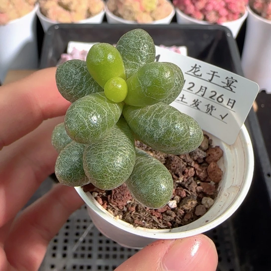 多肉1226-71绿龟之卵