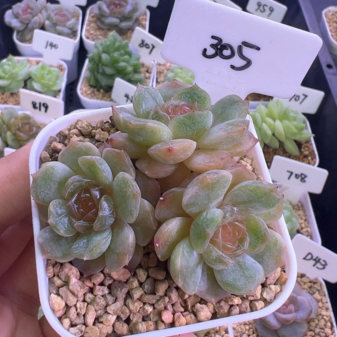 305号彩恋 晗雨多肉
