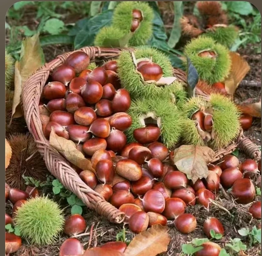 云南老品种板栗自然落果老树板栗现摘现发小黑毛栗子孕妈零食
