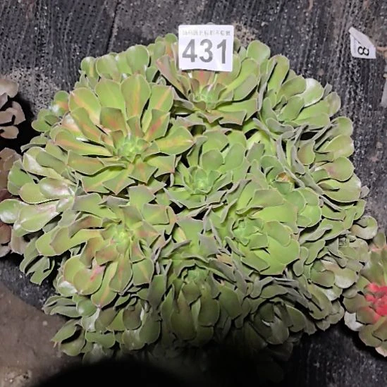 431女巫中班3-11花