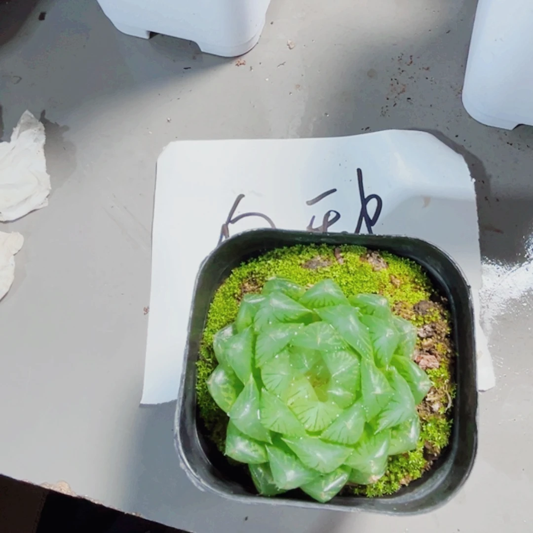 冰川白盆种多肉植物