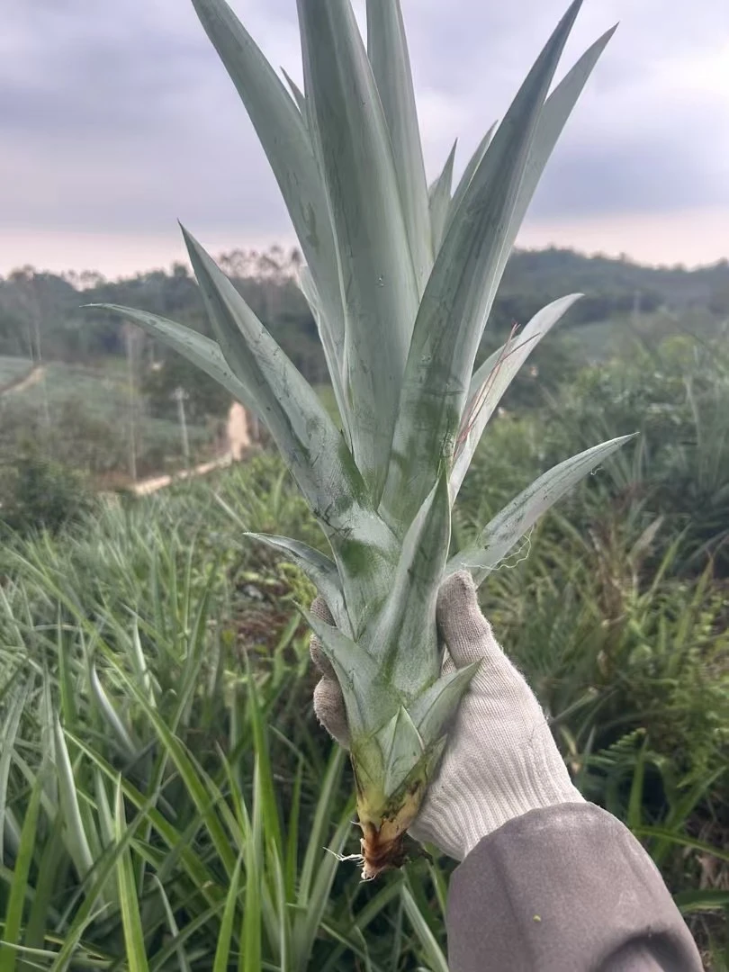 圆墩村高山甜菠萝苗四季菠萝凤梨苗菜园阳台盆栽庭院结果5颗包邮