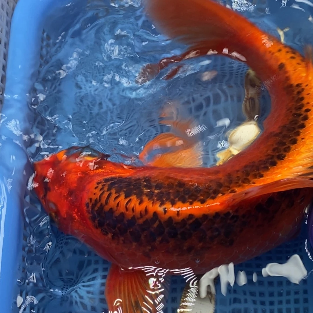 锦鲤冷水锦鲤包邮