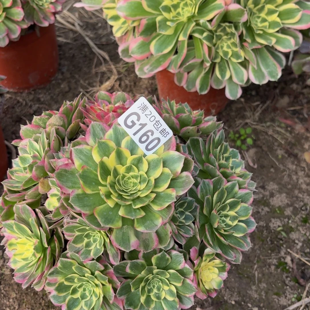 160多肉植物捧花的