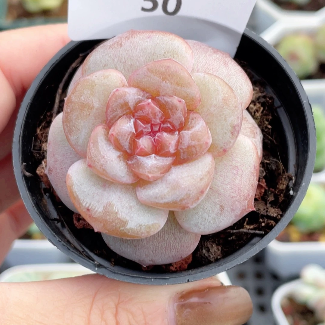 钮***肉50号糖心冰心珍妮 玉兔