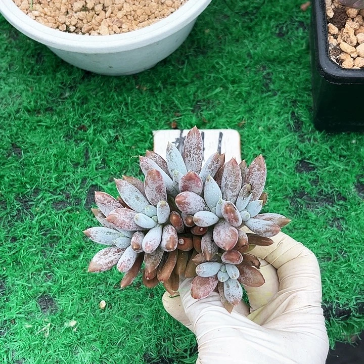 彩虹体111号码牌子的