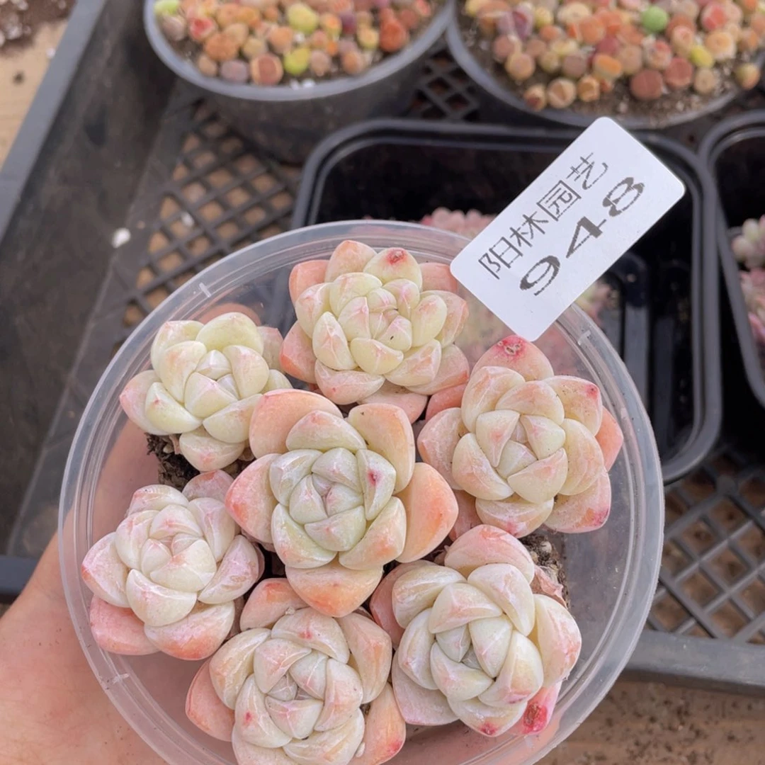 多肉植物多肉植物918