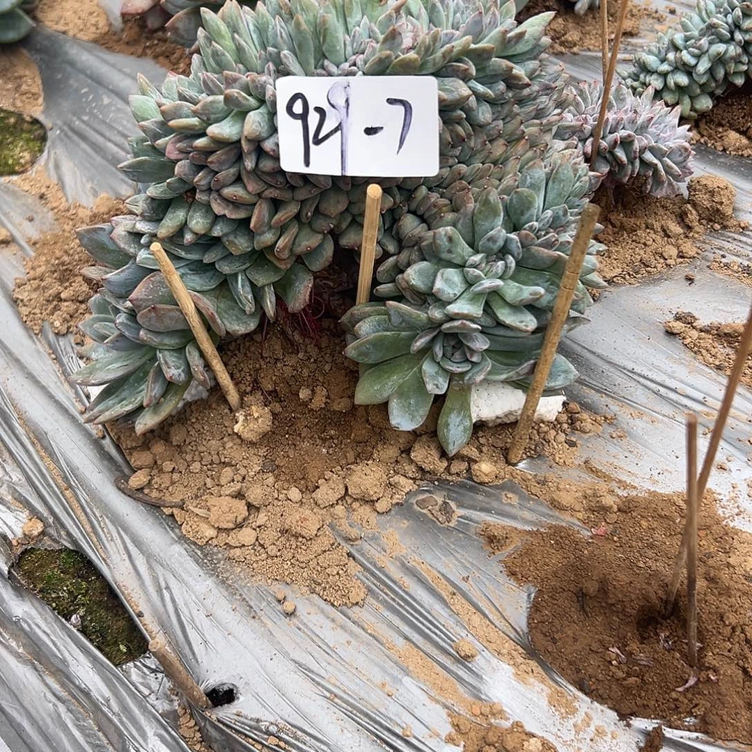 元****929-7橙子缀地栽寄养
