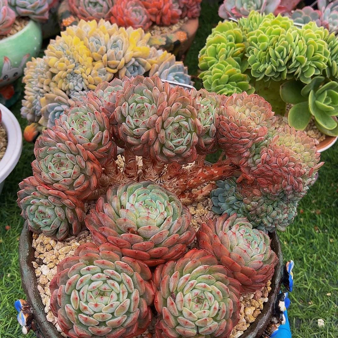 白胖子树一物一拍