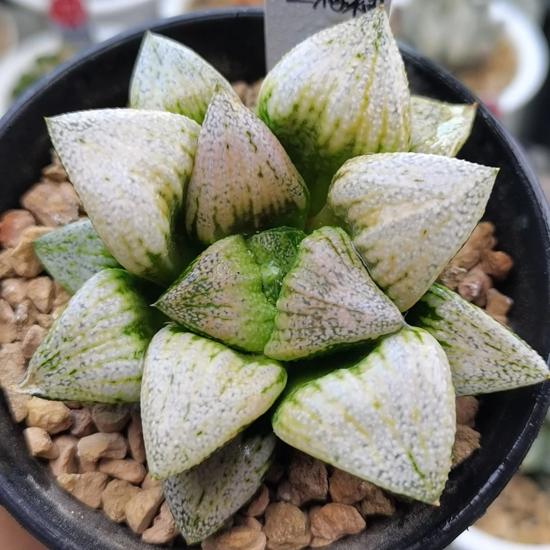 244号实生满釉白银一物一拍带盆土发货