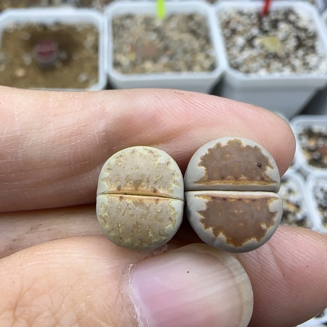 609饼干清框福利30包邮