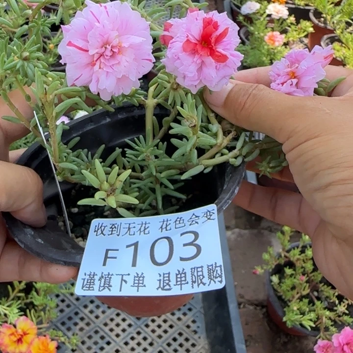 无花朵F103超小苗盆口10cm