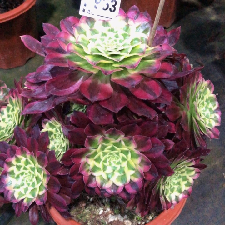 天和多肉953000000