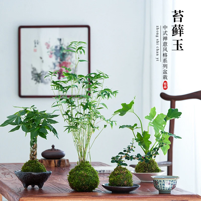六月雪盆栽福建茶苔藓球米竹盆景绿植水培植物中式禅意摆件微景观