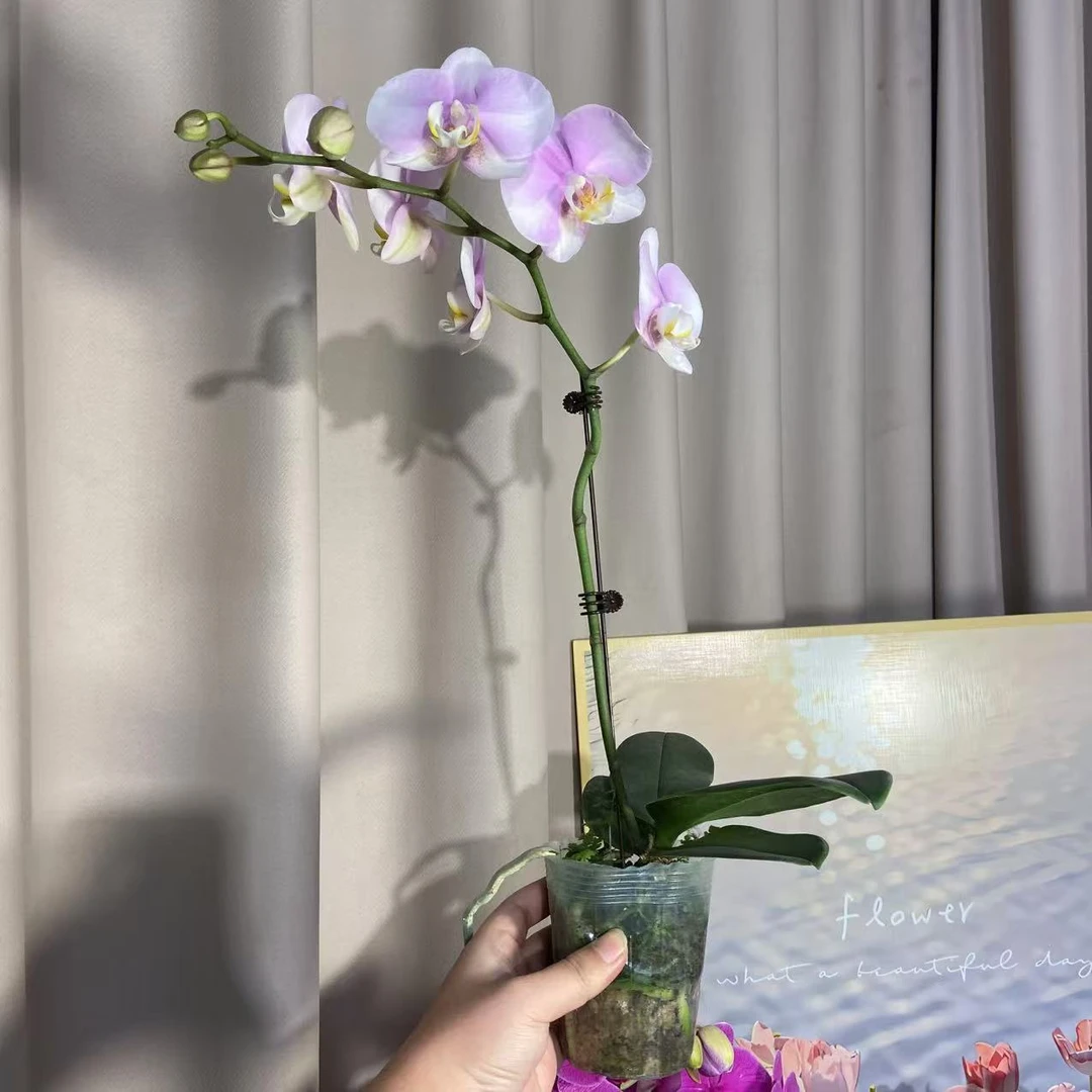 蝴蝶兰（优雅） 精致鲜花室内花好养活 基地直发