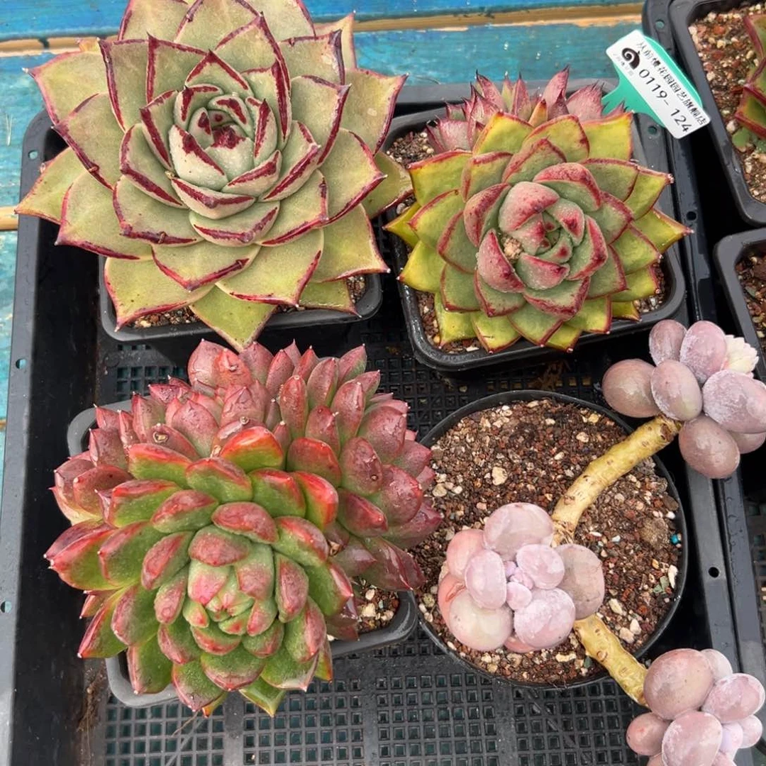 多肉一物一拍编号0119-124