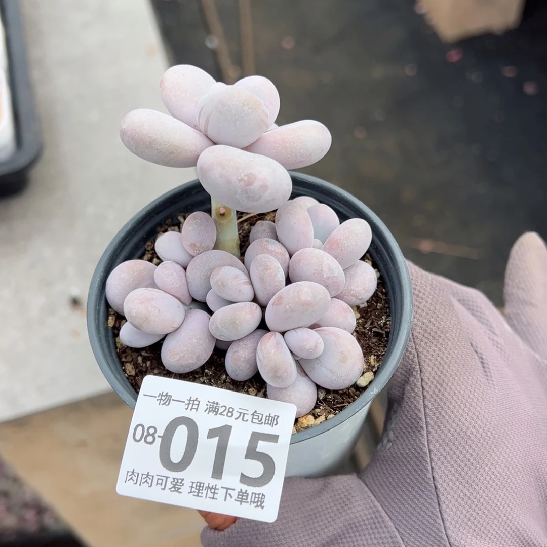 奶酪多肉多肉多肉多