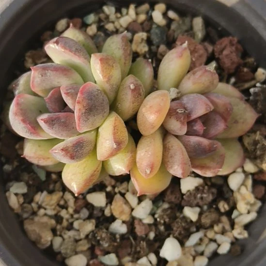 紫水晶，紫薇多肉植物