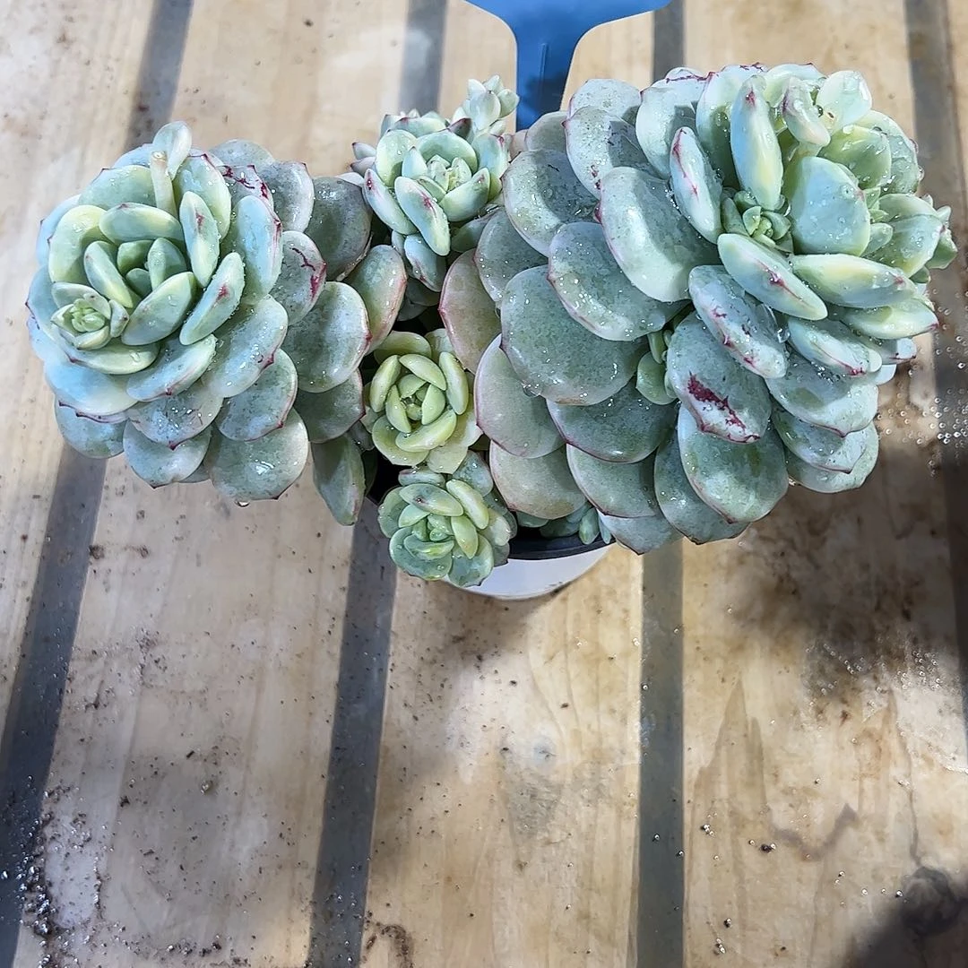 香草锦群2号多肉植物