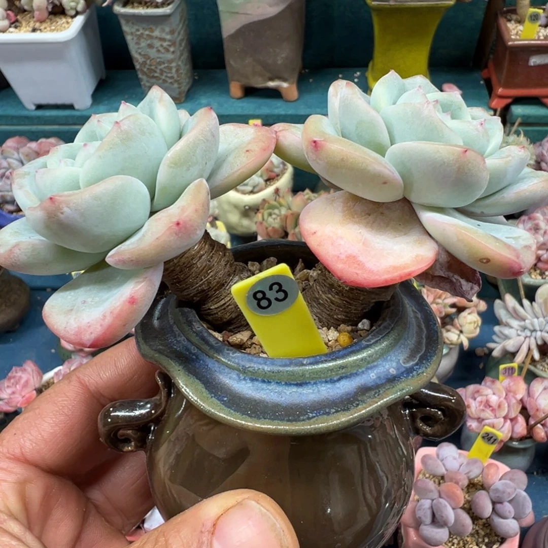 83号泡芙老桩无砍