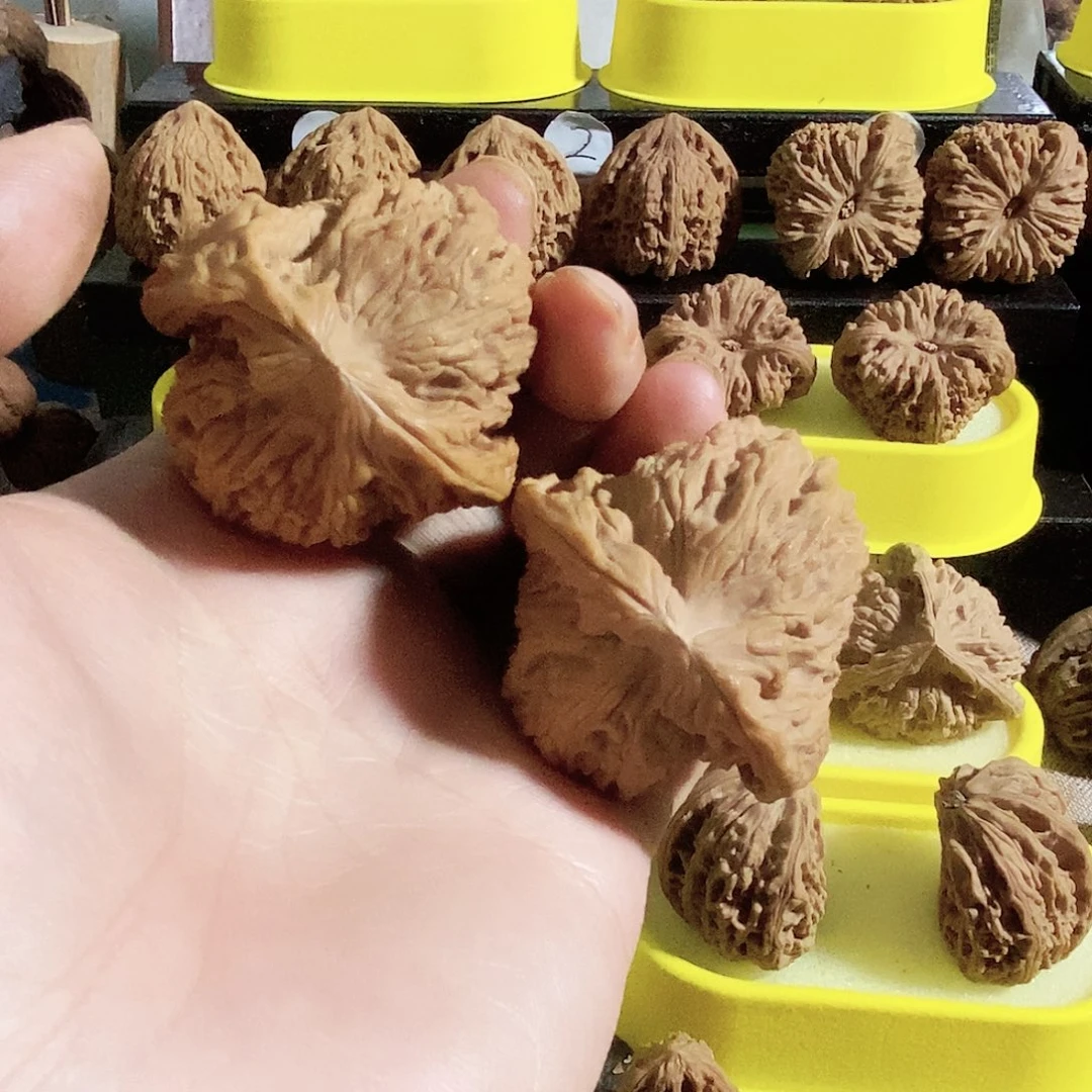 小****菩提籽类今天是不是又要