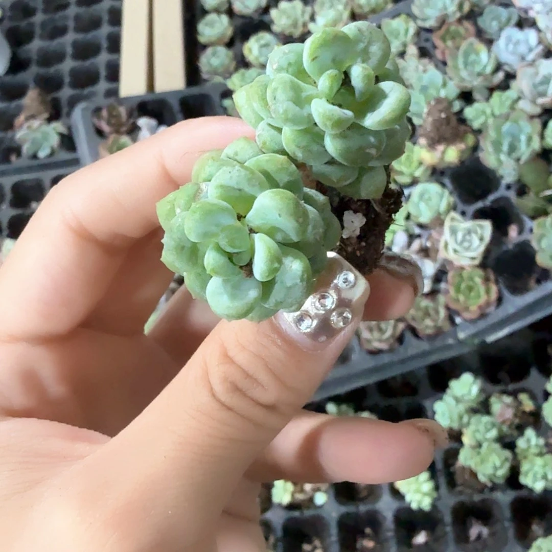 阳光玫瑰5颗一组