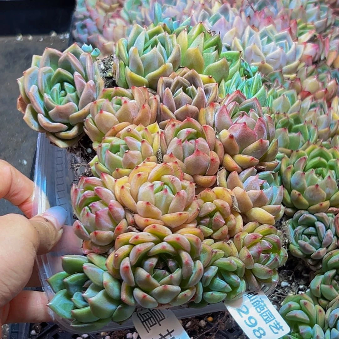 298多肉量拍一盒多肉多肉