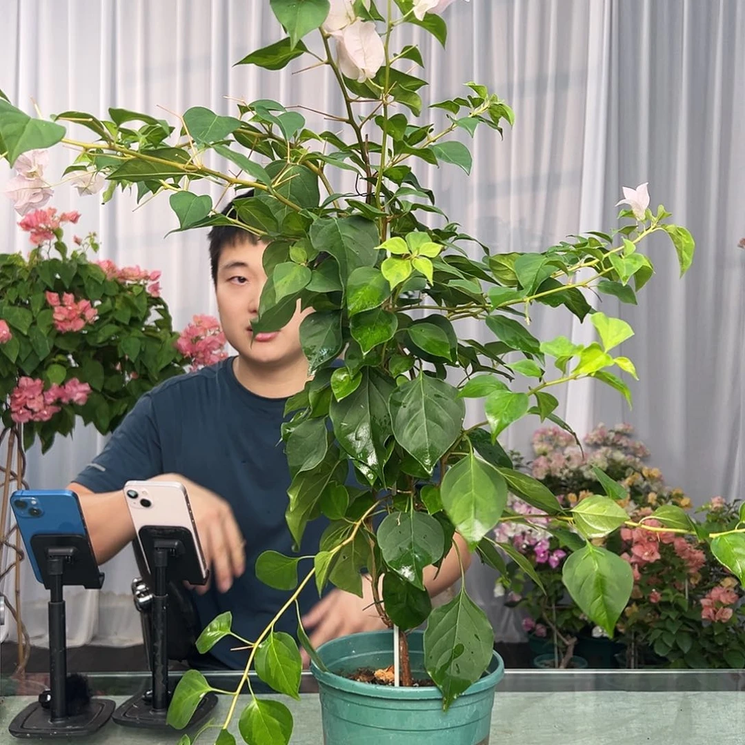 大部分开放少量花苞暗斑丽人带竹一棵