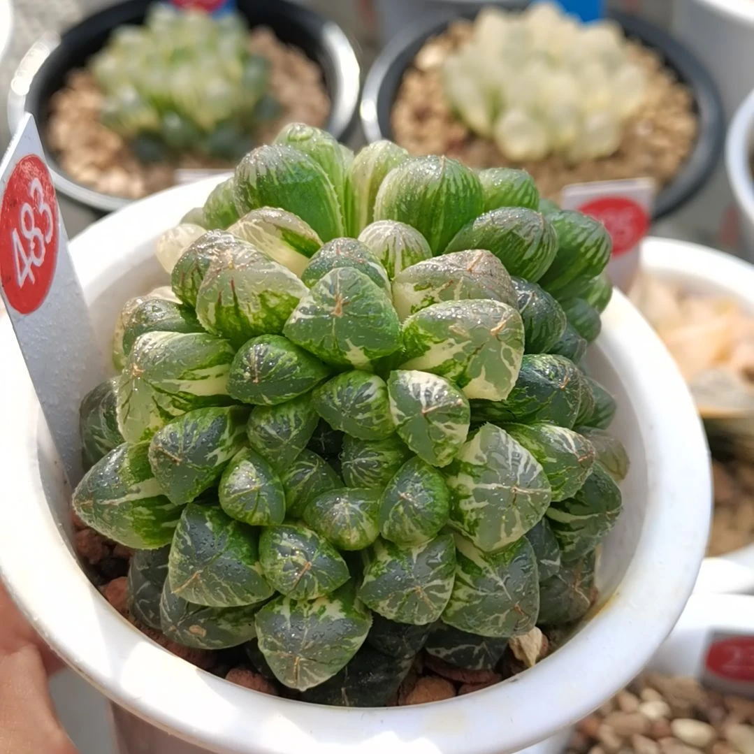 483号塑料皮玉露锦2头群生一物一拍带盆土发货