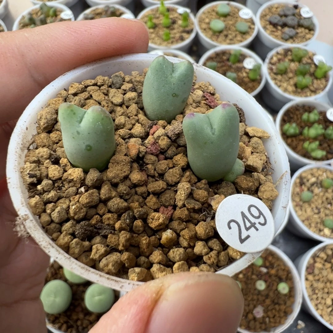 皮卡丘一颗脱土249000