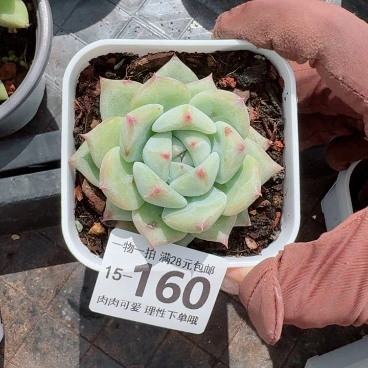 大***恼白拉糖无盆土发货多肉多