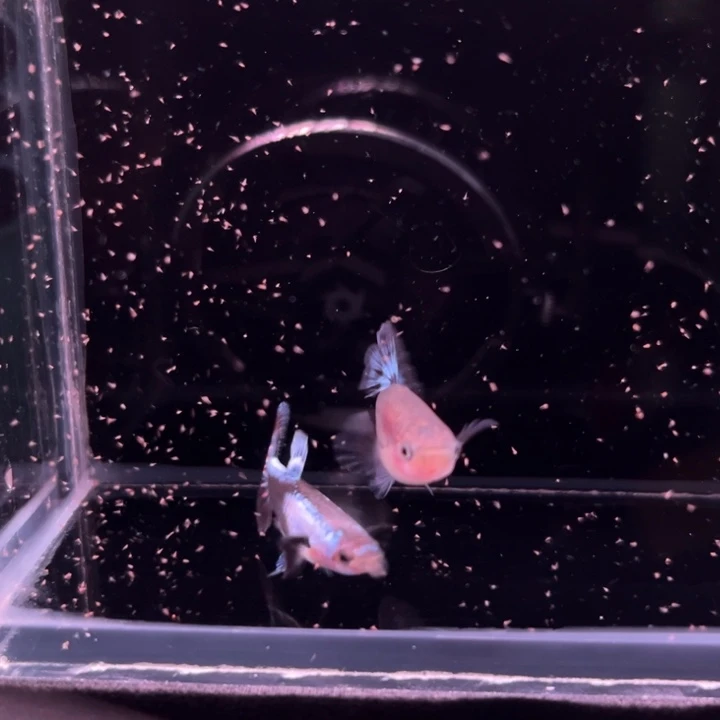 孔雀鱼半月尾埃尔银烟火1对