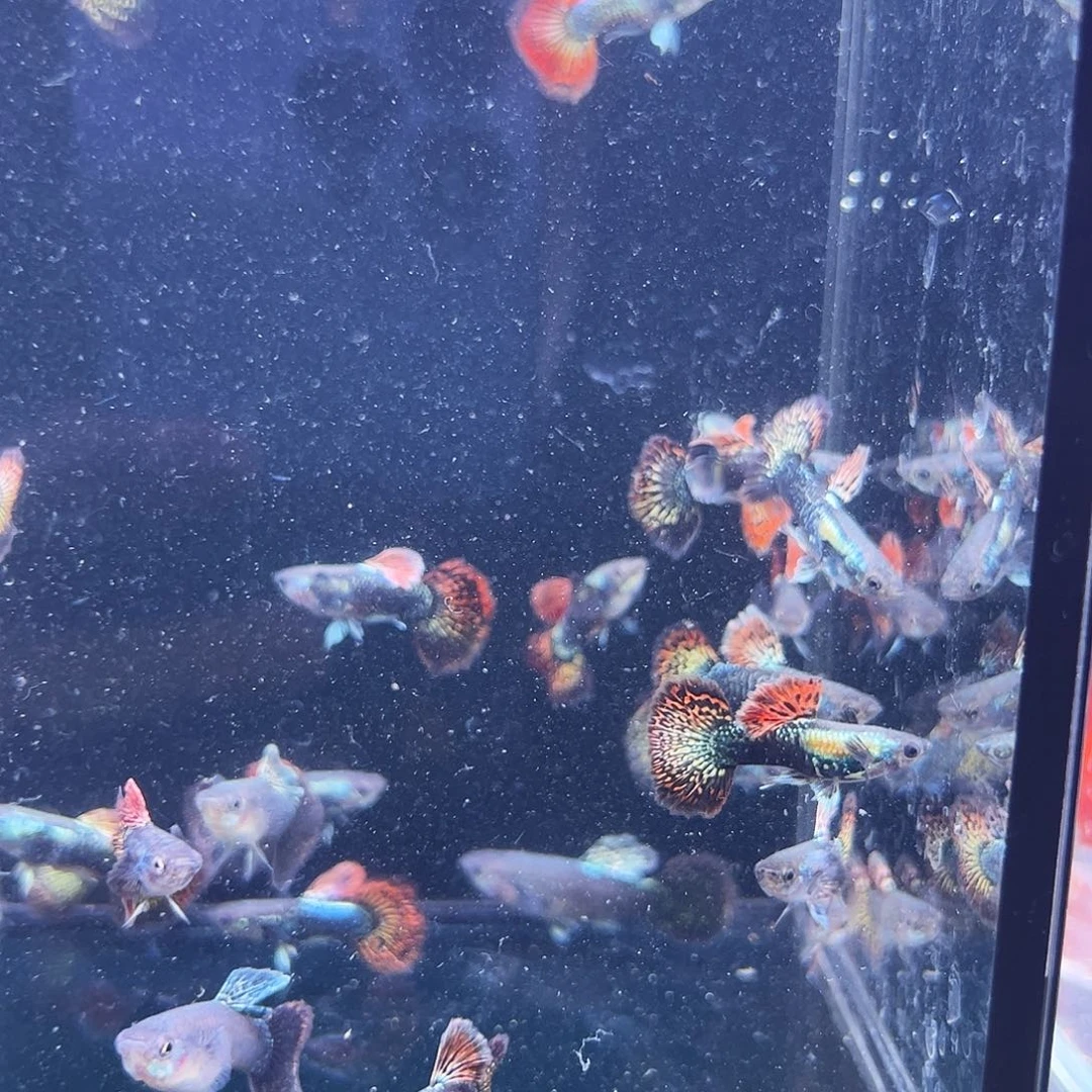 孔雀鱼红龙小鱼5对