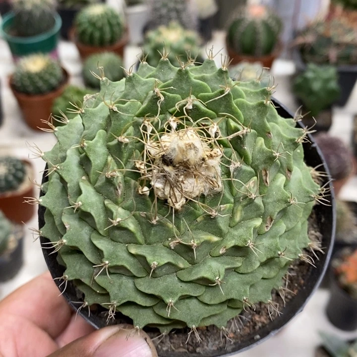 大号蒂冠特价福利包邮