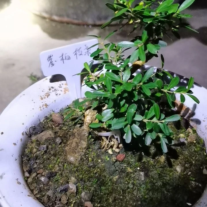 小***哥无花朵贵州米叶黄杨