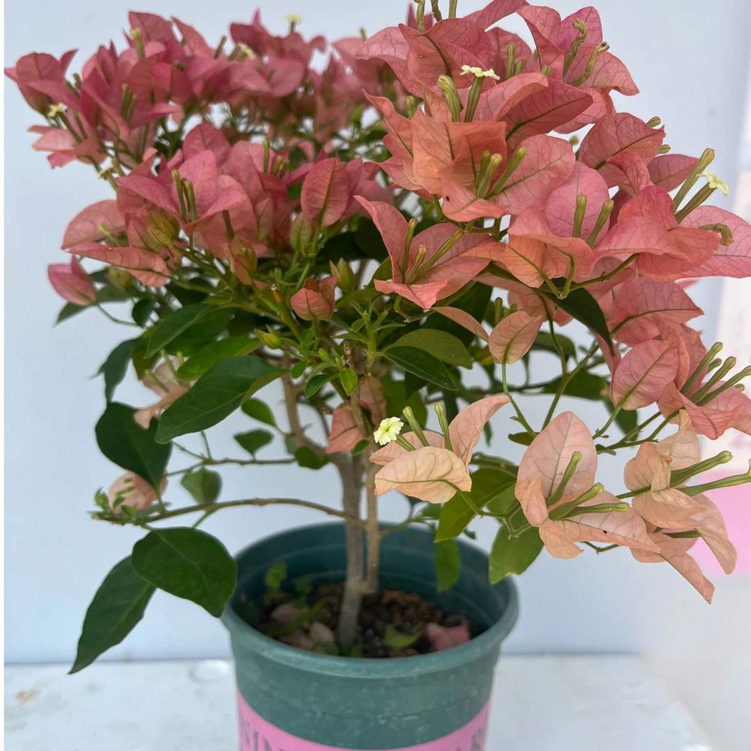 (卡亚塔）网红款三角梅勤花品种四季开花好养易活原盆原土发货