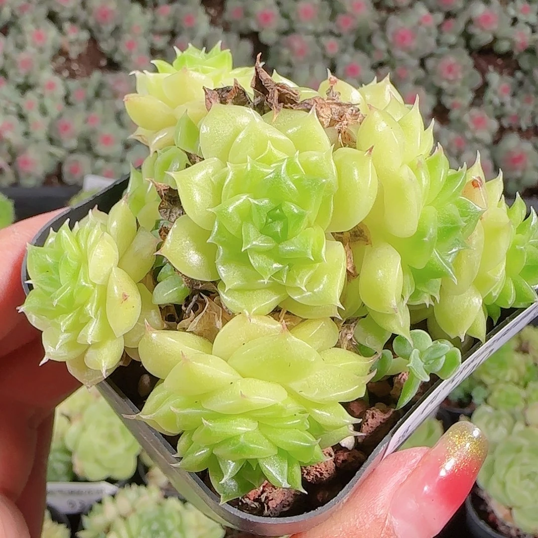 0922-100eko麦秆优选不包整