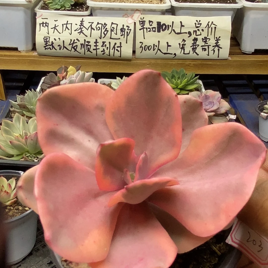 17203 金州锦有杆子