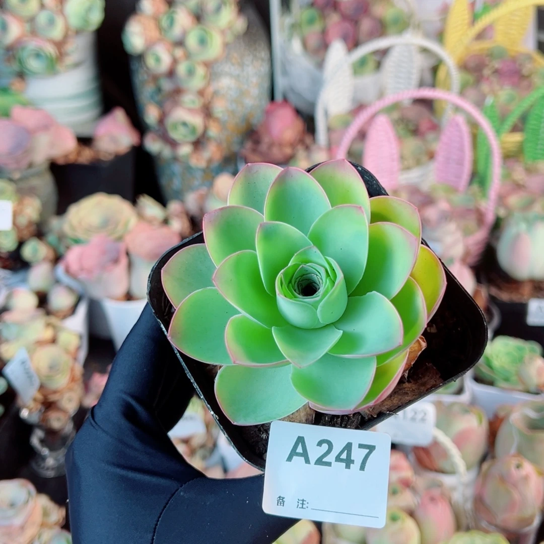 147粉荷老桩。  一物一拍