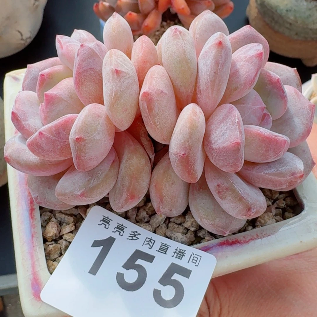 冰冰橙      愿你一路坦途，乘风破浪展宏图