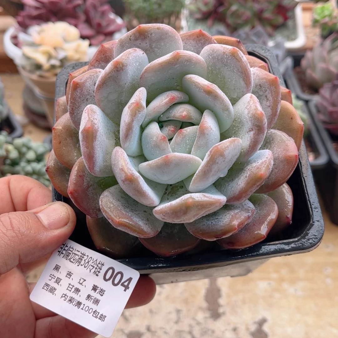004橙子德华多肉