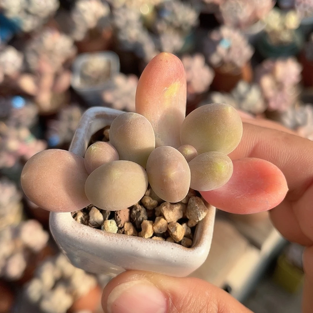 带盆发货 芒果奶 3.5口盆