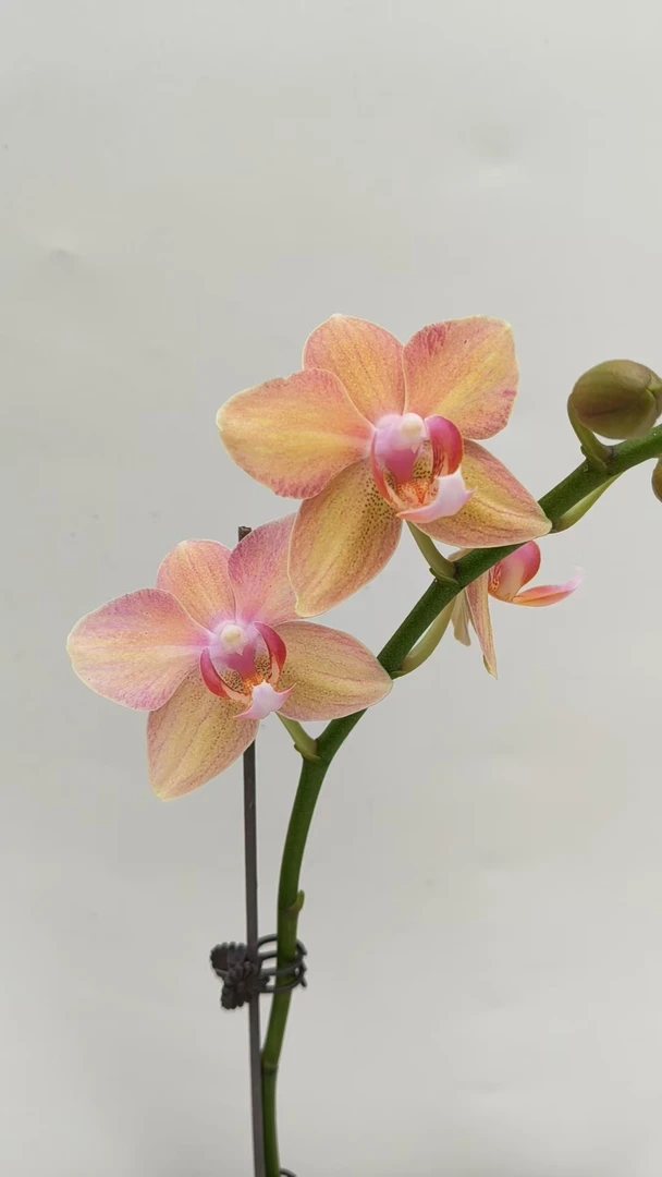 欢然花田蝴蝶兰（星橙）单剑开花株，福利品