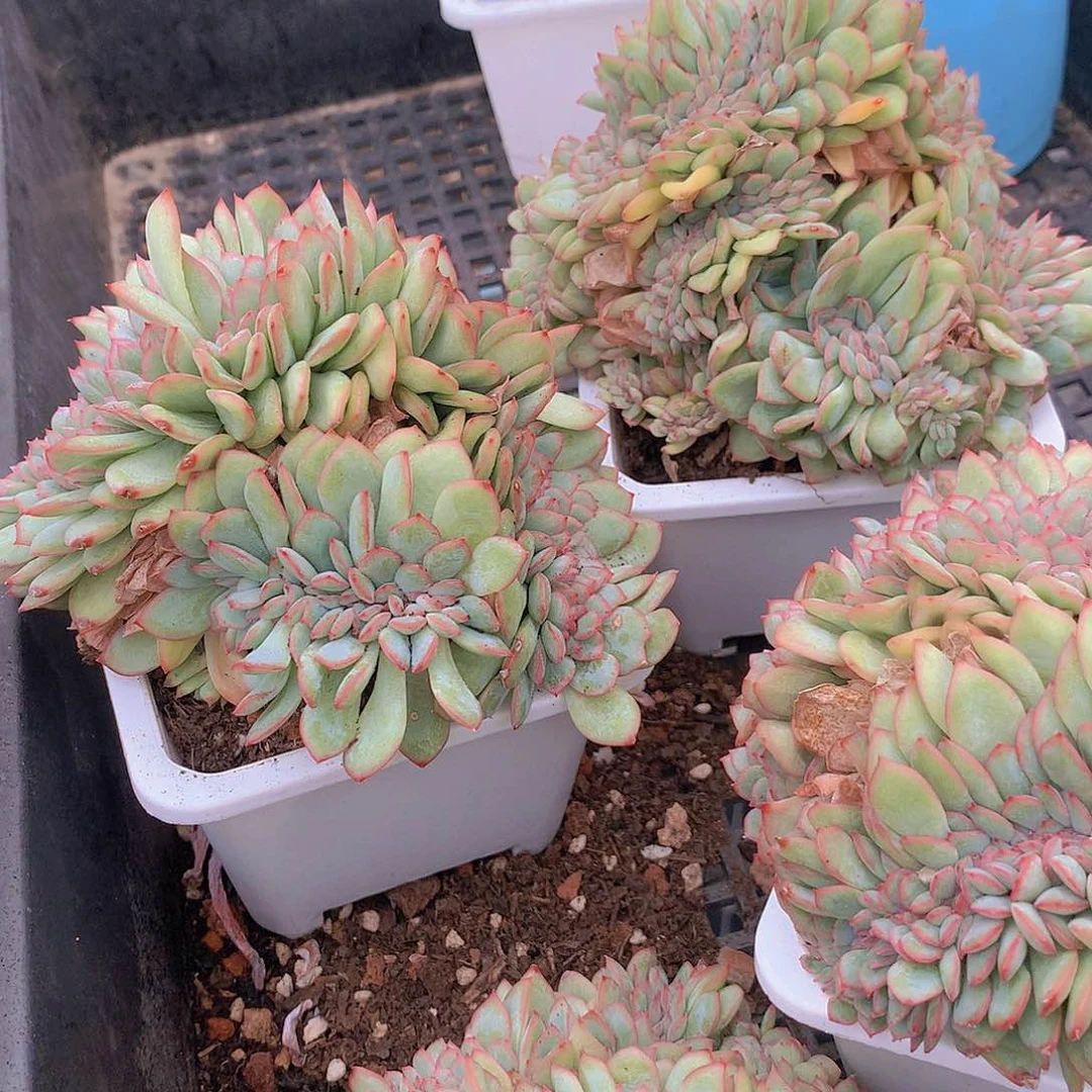 泡芙杂缀化34678899999